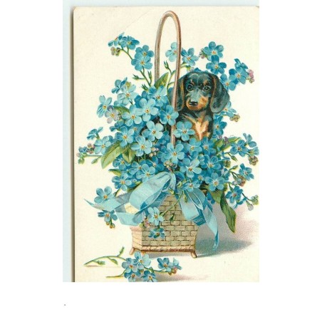 n°14798 - Carte Gaufrée - Teckel dans un panier rempli de myosotis