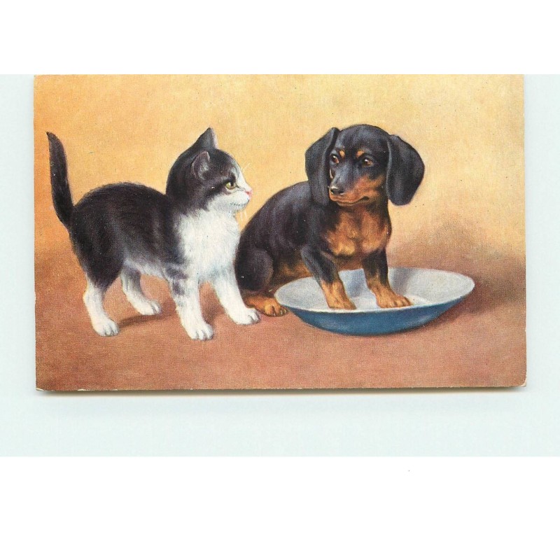 n°15137 - Chat et Teckel avec ses pattes dans un plat