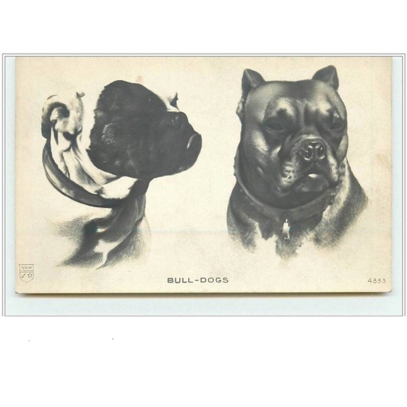 n°1701 - Bull-Dogs - Bouledogues