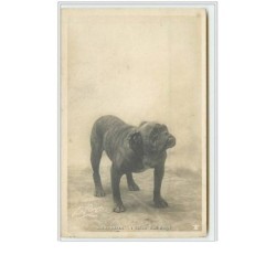 n°1704 - Mad-Peter (chien...
