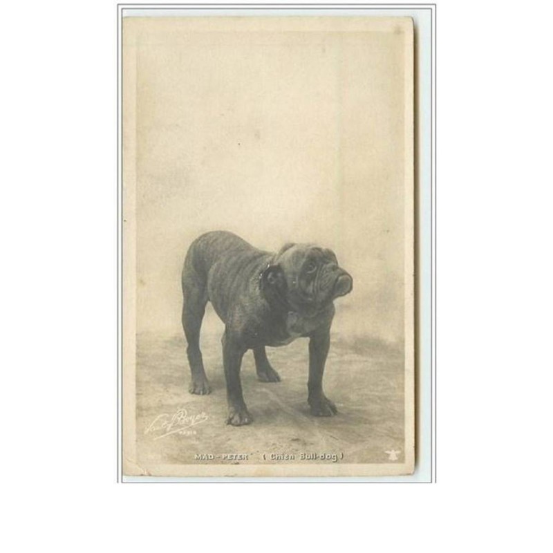n°1704 - Mad-Peter (chien bull-dog) - Paul Boyer photo - bouledogue