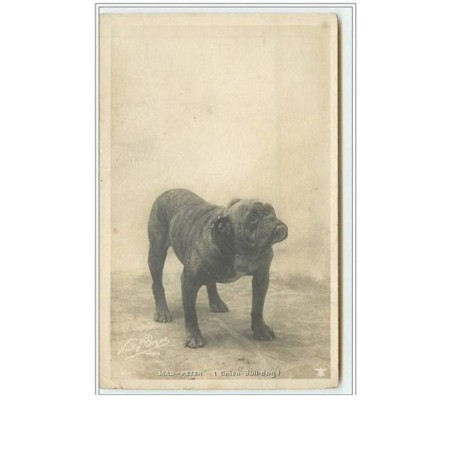 n°1704 - Mad-Peter (chien bull-dog) - Paul Boyer photo - bouledogue