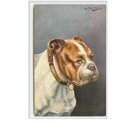 n°1707 - Carte dessinée bull-dog - bouledogue