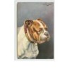 n°1707 - Carte dessinée bull-dog - bouledogue