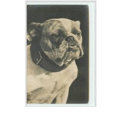 n°1708 - Carte bull-dog -...