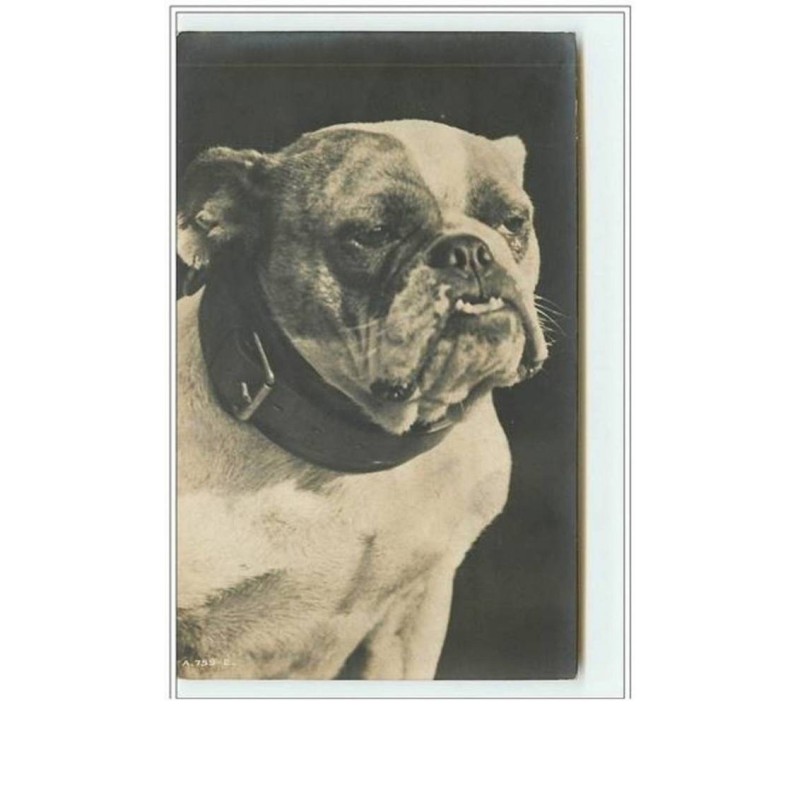 n°1708 - Carte bull-dog - bouledogue