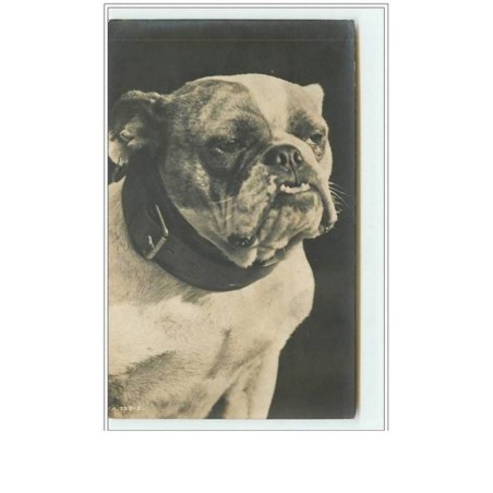 n°1708 - Carte bull-dog - bouledogue