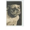 n°1708 - Carte bull-dog - bouledogue