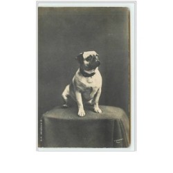 n°1709 - Carte bull-dog -...