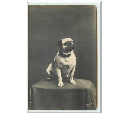 n°1709 - Carte bull-dog - SIP 45è série n°12 - bouledogue