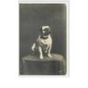 n°1709 - Carte bull-dog - SIP 45è série n°12 - bouledogue