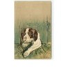 n°10650 - Carte Fantaisie Gaufrée - Chien