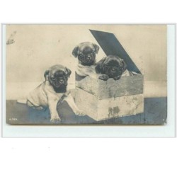 n°1711 - Carte chiots bull...