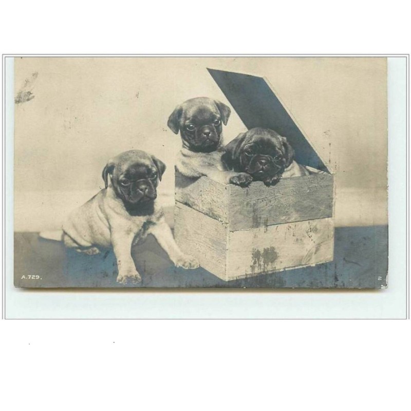 n°1711 - Carte chiots bull dogs dans une caisse?