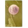n°17117 - Carte Gaufrée - Art Nouveau - Profil d'une jeune femme dans un médaillon