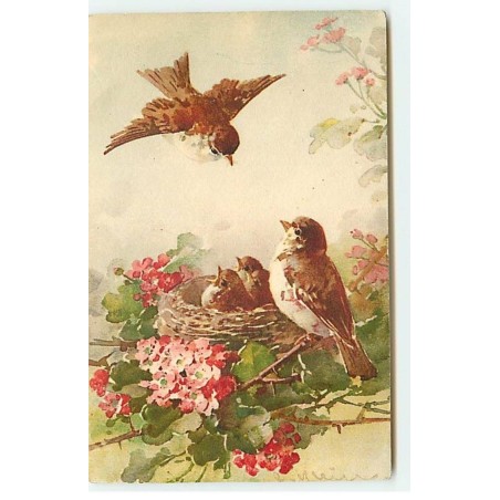 n°18368 - C. Klein - Oiseaux dans un nid