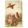 n°18368 - C. Klein - Oiseaux dans un nid
