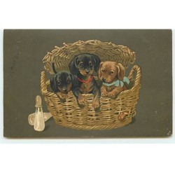 n°18487 - Meissner - Chiots...