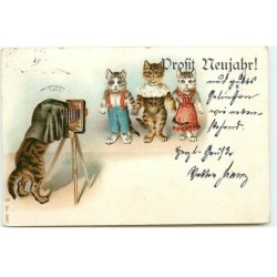n°20642 - Chat - Prosit...
